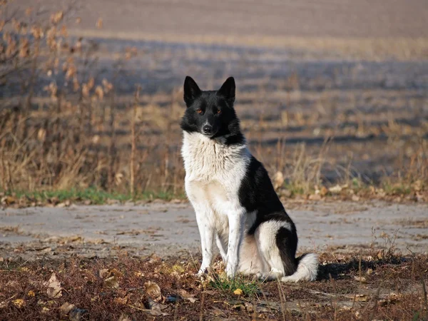 Rusya-Avrupa Laika portresi