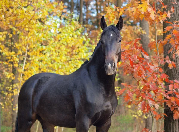秋の時間の美しい馬の肖像 — ストック写真