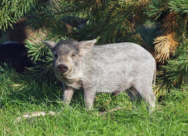 Молодий pigling Угорська порода Mangalitsa — стокове фото