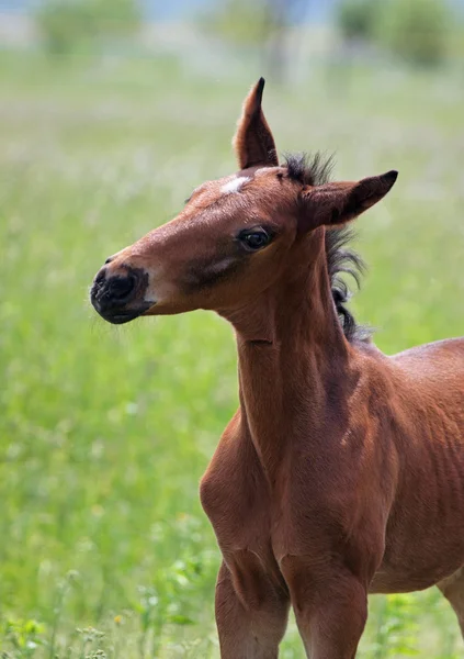 牧草地に好奇心が強いベイ馬の肖像 — ストック写真
