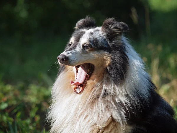 Portræt af smukke sheltie hund - Stock-foto