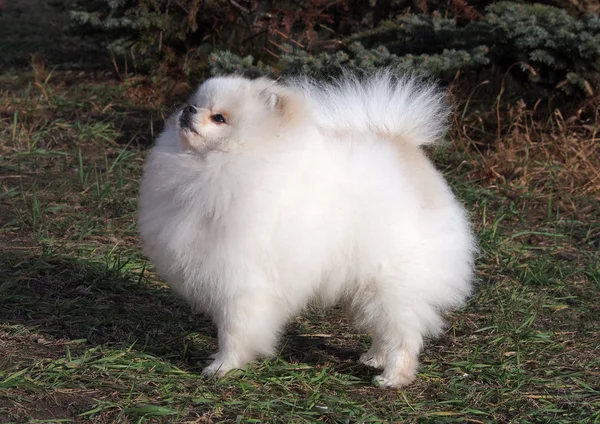 Retrato de la hermosa Pomerania, Enano Spitz — Foto de Stock