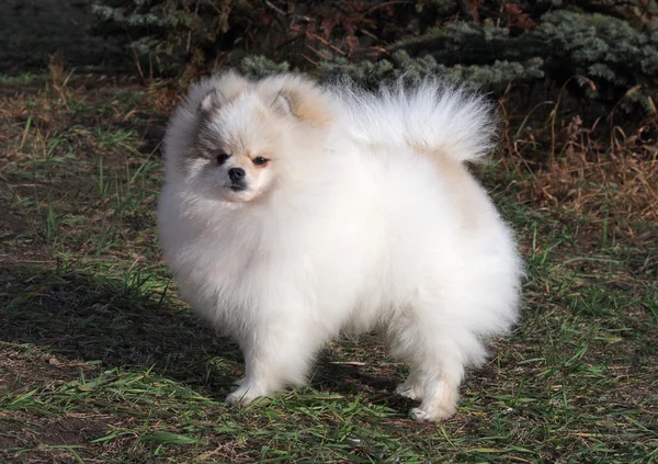 Porträtt av vackra Pomeranian, dvärg Spitz — Stockfoto