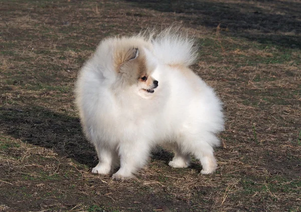 Retrato de la hermosa Pomerania, Enano Spitz —  Fotos de Stock