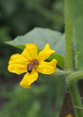 Arı çiçek salatalık üzerinde