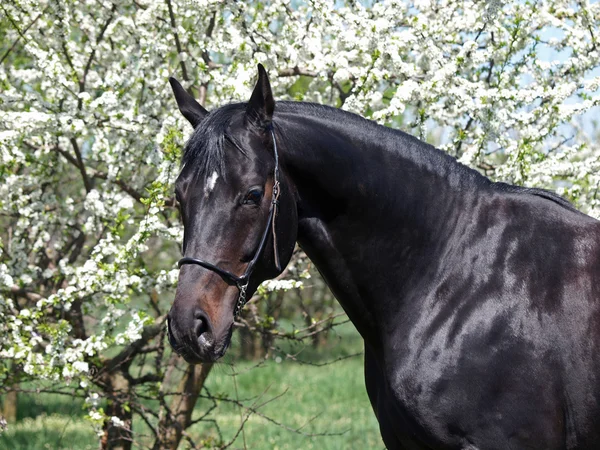 Dark-bay warmblood horse in a spring garden — Stock Photo, Image