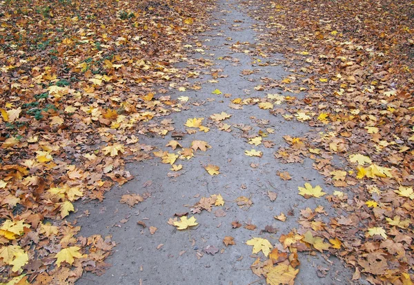 Желтые листья клена в парке — стоковое фото