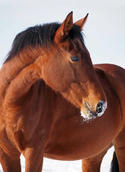 Portrét krásné zátoce koně v zimě — Stock fotografie