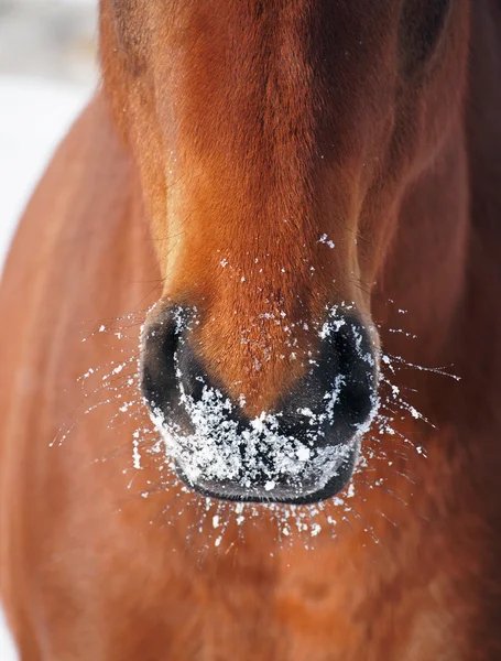 Narines de cheval de baie en hiver — Photo