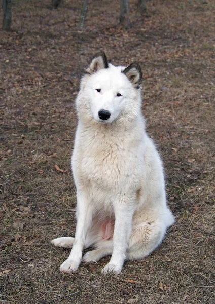 Portrait of  beautiful  laika dog — Stock Photo, Image