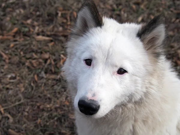 Portrait of  beautiful  laika dog — Stock Photo, Image