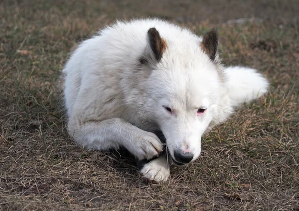 The beautiful  laika dog lies on a glade — Stock Photo, Image