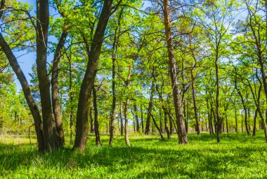 güzel yeşil bahar orman sahne