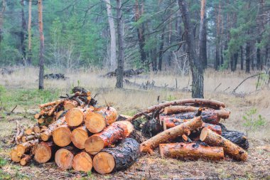 bir ormandaki çam dalları yığını