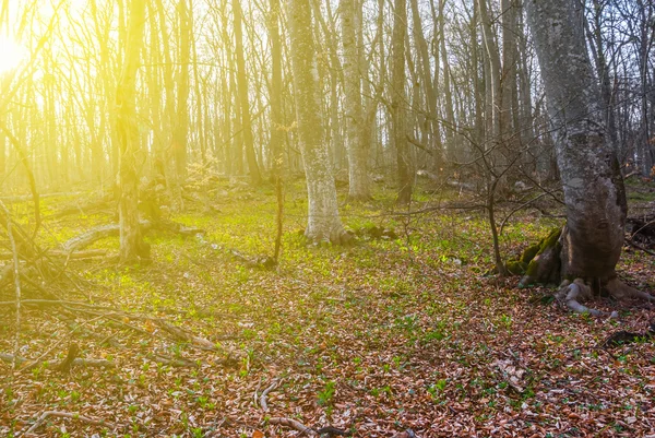 Tranquilla foresta primaverile al tramonto — Foto Stock