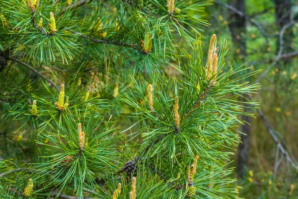 De vertakking van de beslissingsstructuur van close-up pine — Stockfoto