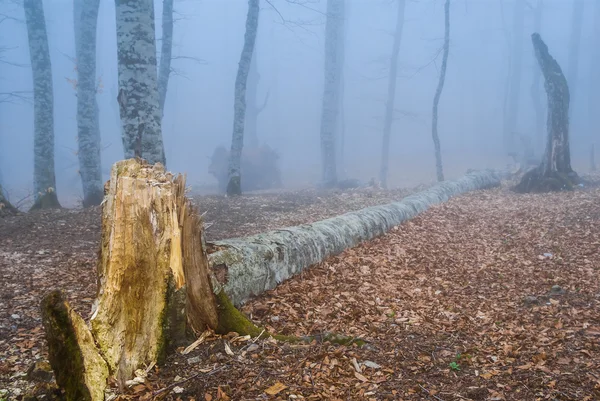 在蓝色的雾里安静的山毛榉森林 — 图库照片