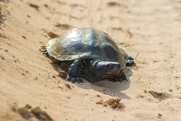 Petite tortue sur un sable — Photo