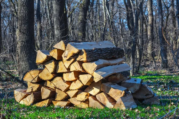 Pile of oak trunk in a forest — Stock Photo, Image