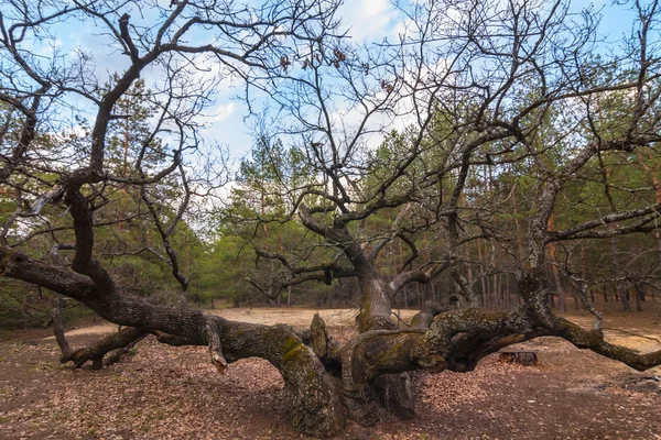 Enorme roble viejo en un bosque —  Fotos de Stock