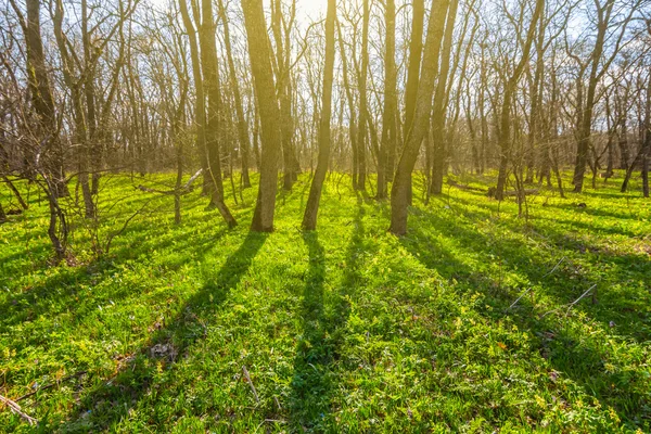 Hermoso bosque de primavera verde en un rayo de sol —  Fotos de Stock