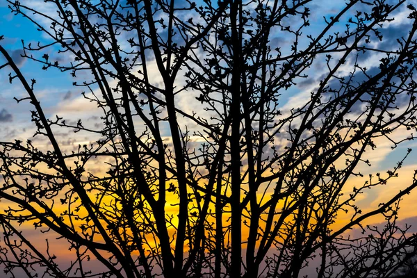 夕方の空の背景の木のシルエット — ストック写真