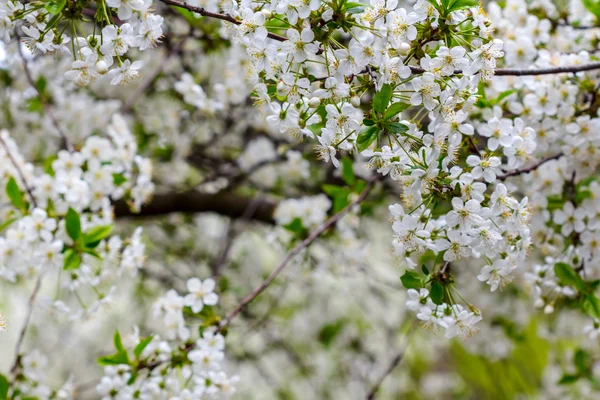 クローズ アップ白桜 — ストック写真