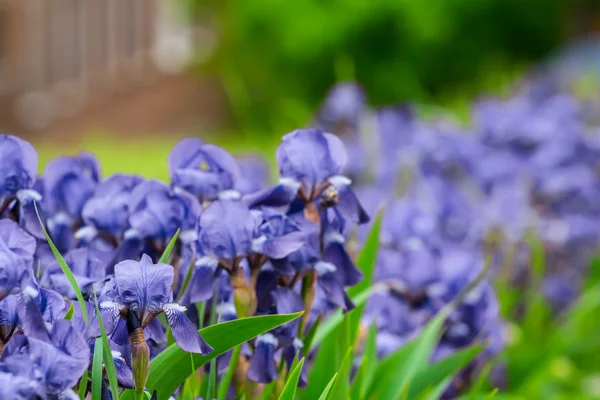 Belas flores violetas closeup em um jardim — Fotografia de Stock