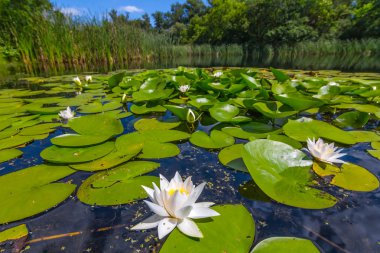 nilüferler ile yaz göl sahne