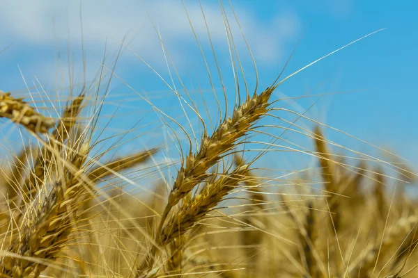 Крупный план пшеницы на голубом фоне неба — стоковое фото