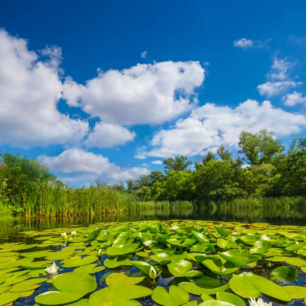 Hermoso lago de verano con lirios blancos —  Fotos de Stock