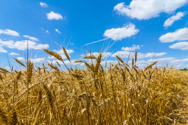 Espiga de trigo de primer plano en un fondo de cielo azul — Foto de Stock