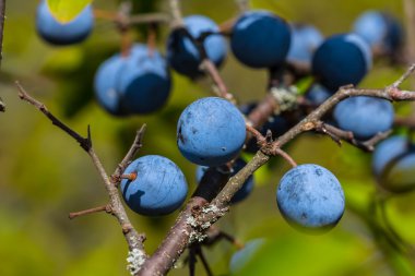 closeup diken bush çilek ile