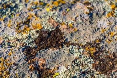 taş bir arka plan üzerinde yosun