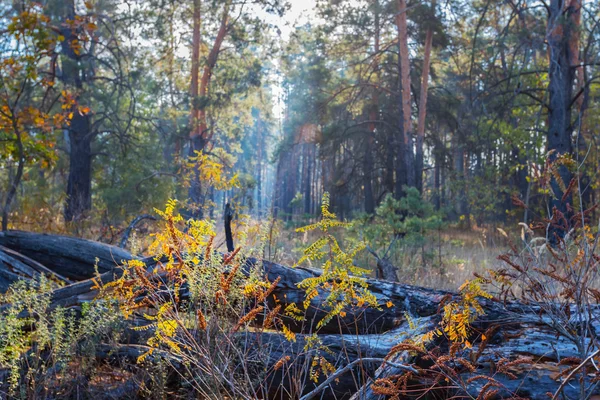 Quiet autumn forest in a rays of sun scene — Stock Photo, Image