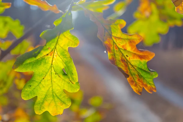 Gros plan feuilles de chêne rouge sur une branche — Photo