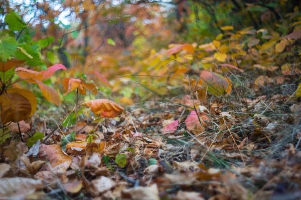 Closeup dry autumn leaves in a forest — Stock Photo, Image