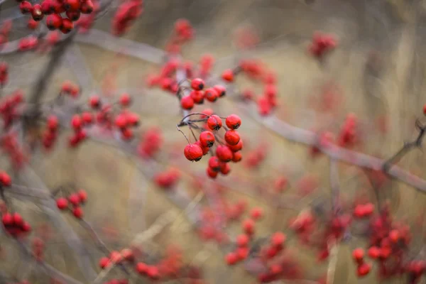 Primo piano autunno biancospino cespuglio — Foto Stock