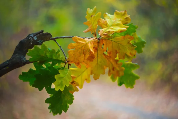 Vackra varicoloured ek gren — Stockfoto