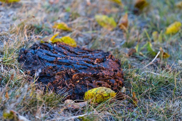 Misthaufen im Gras — Stockfoto