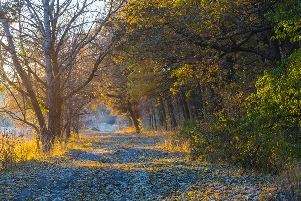 Klidné podzimní lesní cesta na večer — Stock fotografie