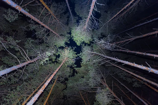 Нічний ліс сцена піднята сосна — стокове фото