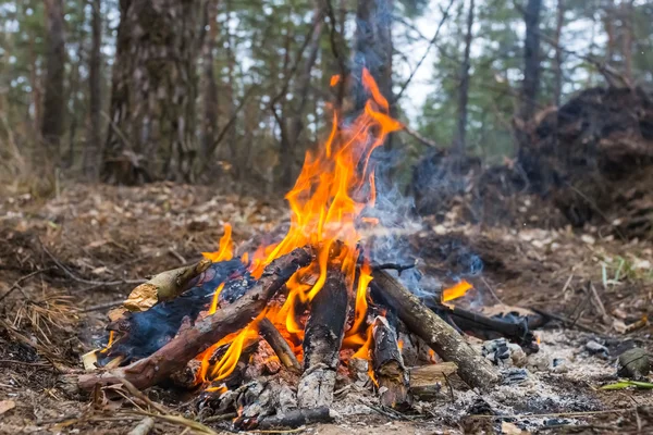 森の中の小さな火 — ストック写真