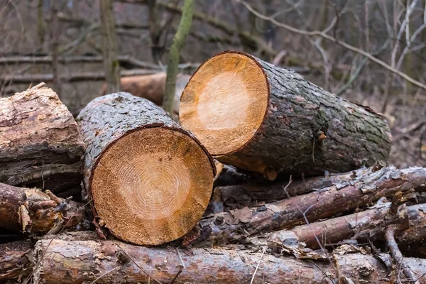 Tas de tronc de pin dans une forêt — Photo