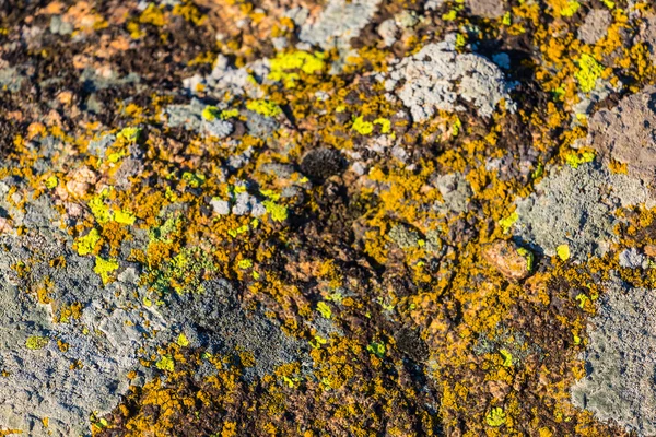 Moss on a stone background — Stock Photo, Image