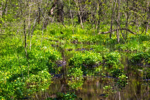 Groene lente bos in een water — Stockfoto