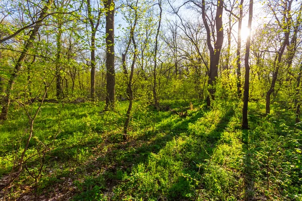 Bella primavera verde foresta scena — Foto Stock