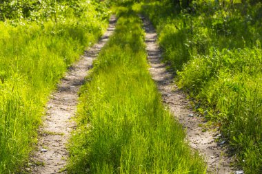 yeşil orman portre kırsal yol