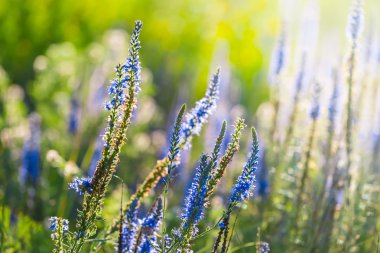 güneş ışınlarının tatlı mor çiçekler