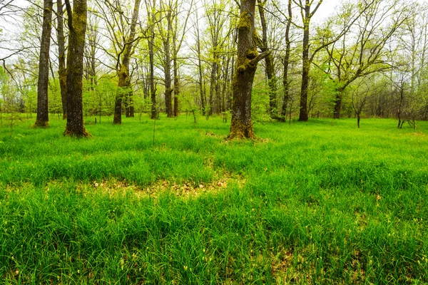 Tranquilo verde primavera bosque paisaje — Foto de Stock